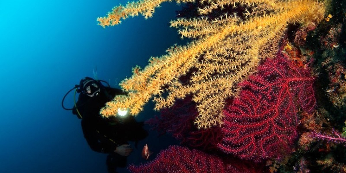 Snorkeling nel Parco di Portofino